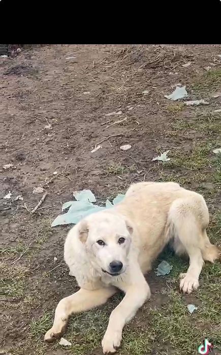 Vând oi de rasă și de calitate