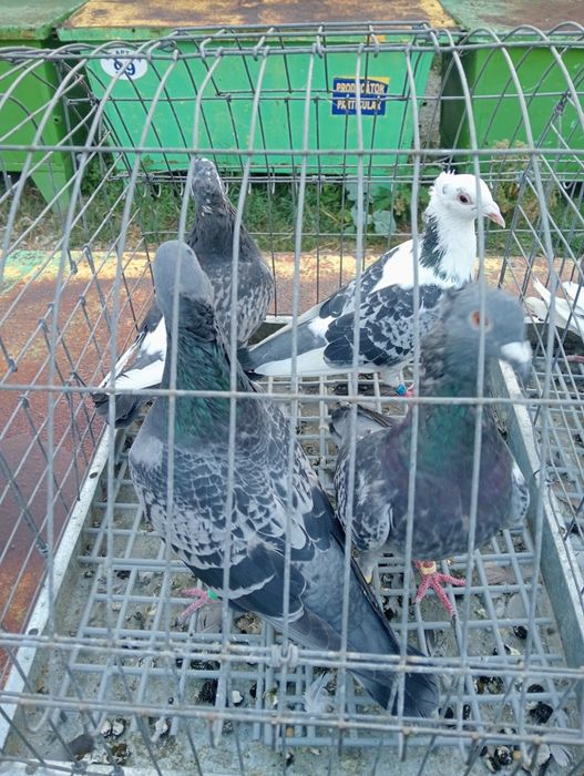 De Vânzare Porumbei Cu Moț
