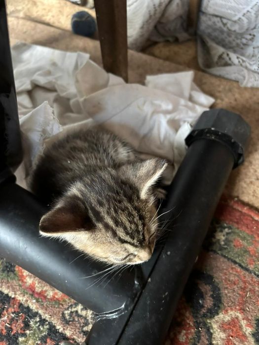 Продам веслоухих котят
