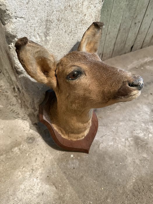 Продавам препарирана сърна