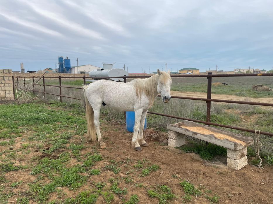 Айғыр сатылады полу кров