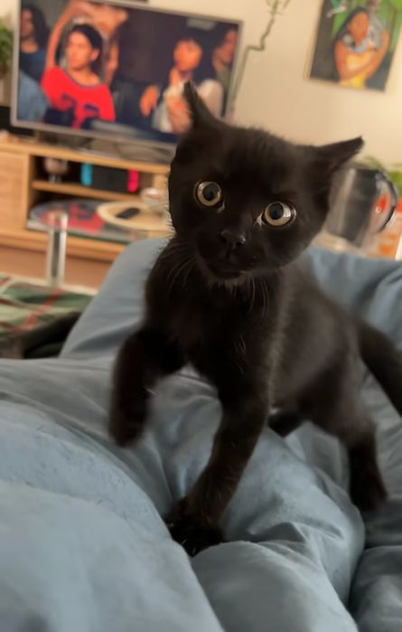 котка за осиновяване