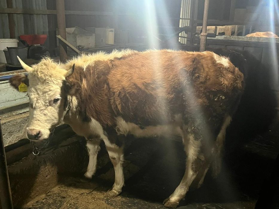 продам откормленных телок