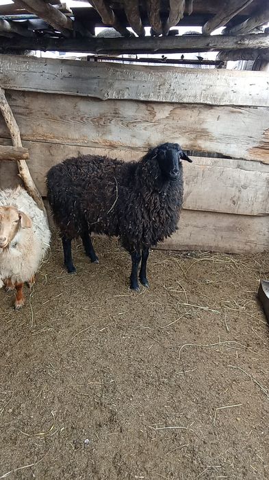 Продам баран стоит на откорме