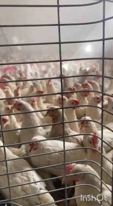 Ломан сенди несушка tuxum yoʻnnalishi oq firma tovuqlari sotiladi