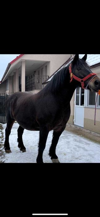 Vând iapă          .