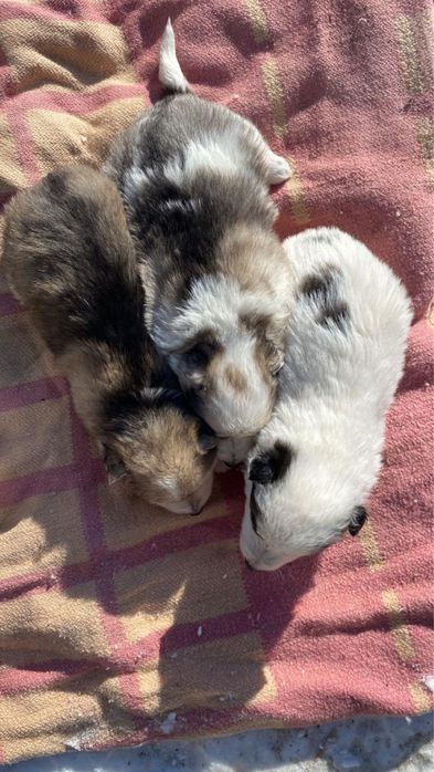 Отдам в добрые руки