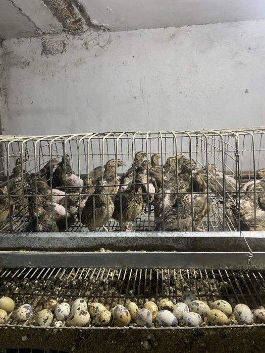 Бедана катаги бедоналариям сотилади