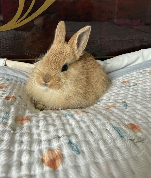 Декоративний кролик