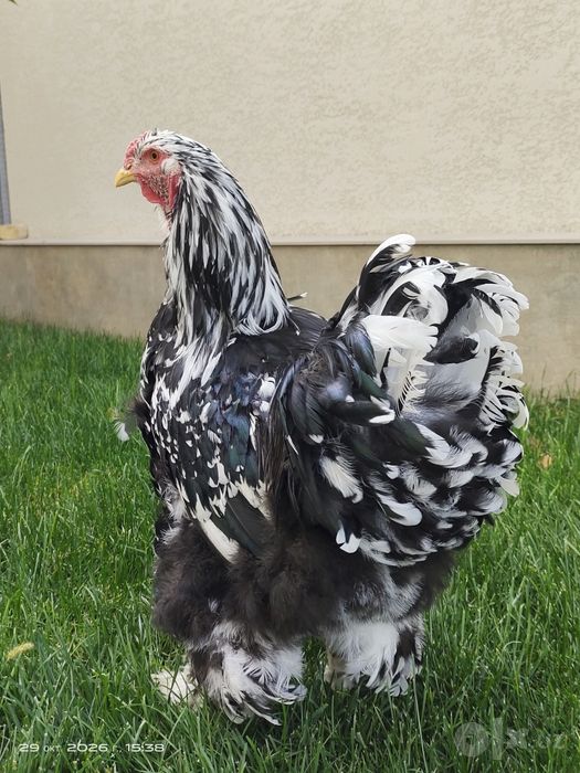 Петух, котрый украсит ваш двор