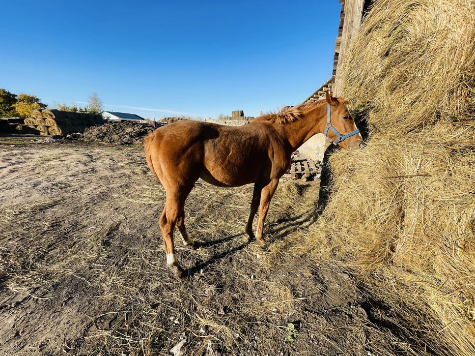 Продается Чистокровный
