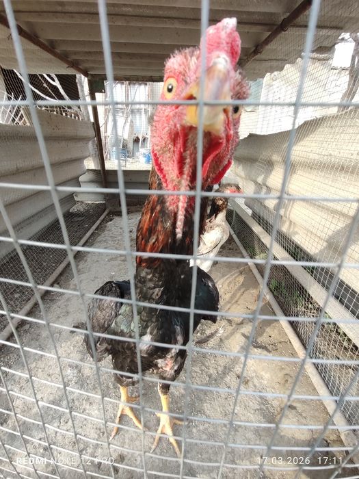 Куланги пара сотилади