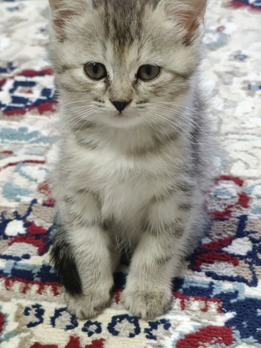 Отдам котят в добрые руки