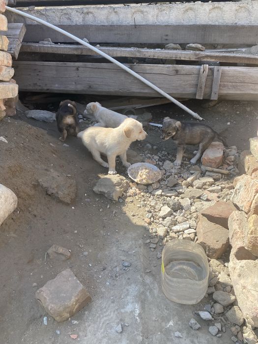 Отдам щенков в добрые руки