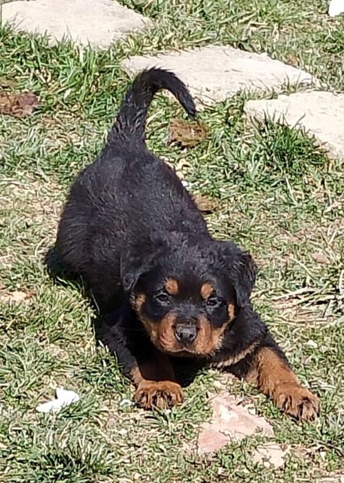 Cățeluș de Rottweiler
