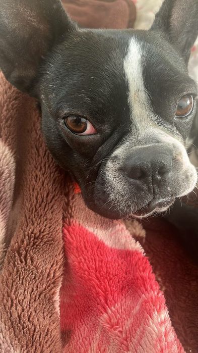 Французские бульдоги (девочка и мальчик)