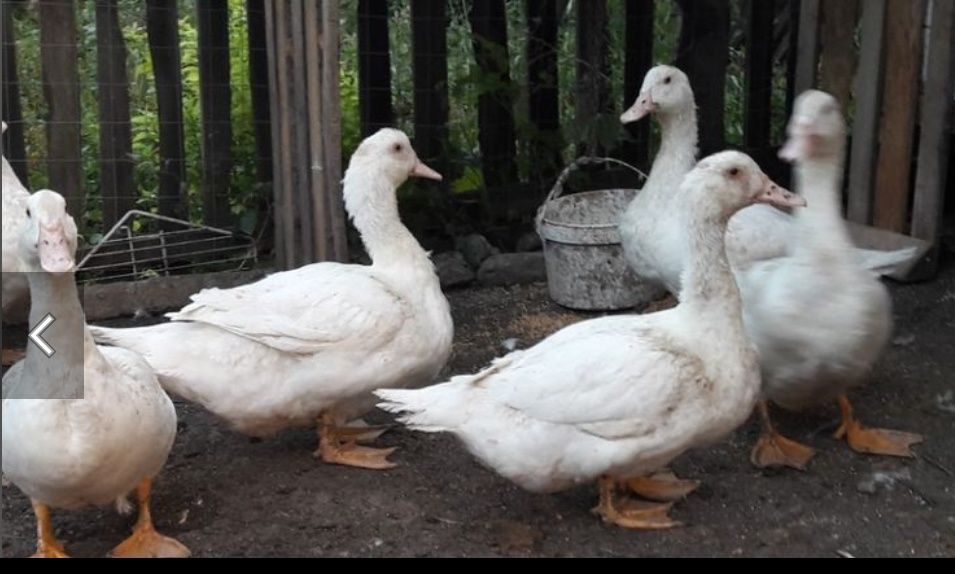 Bibilici de carne rasă super grea  și boboci Mulard și Pekin