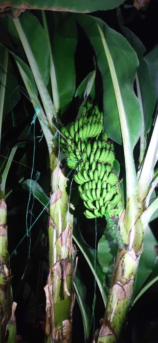 Банан кавендиш гранд наин ва каралевский сорти сотилади