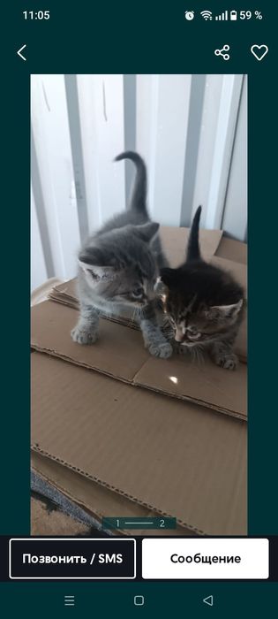 Отдам даром котят