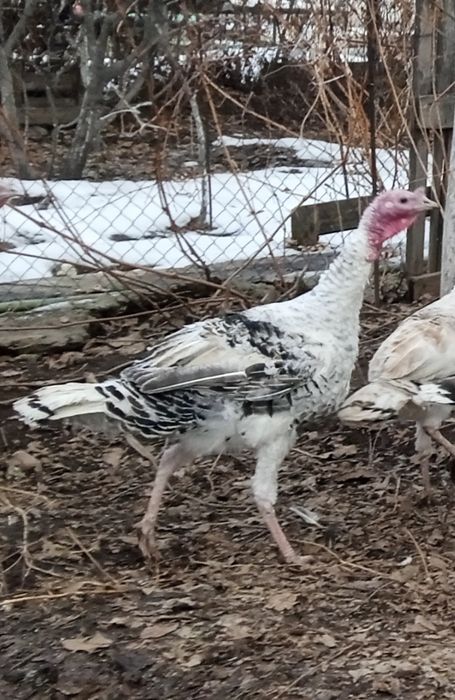 Индюки Самец 2-года и молодой Самец 8-месяца.