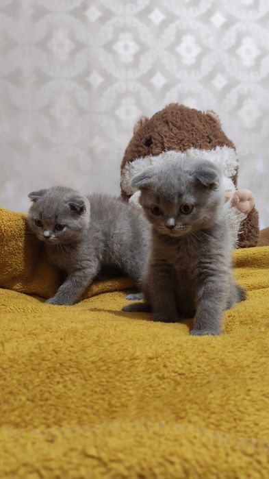 Шотландски клепоухи