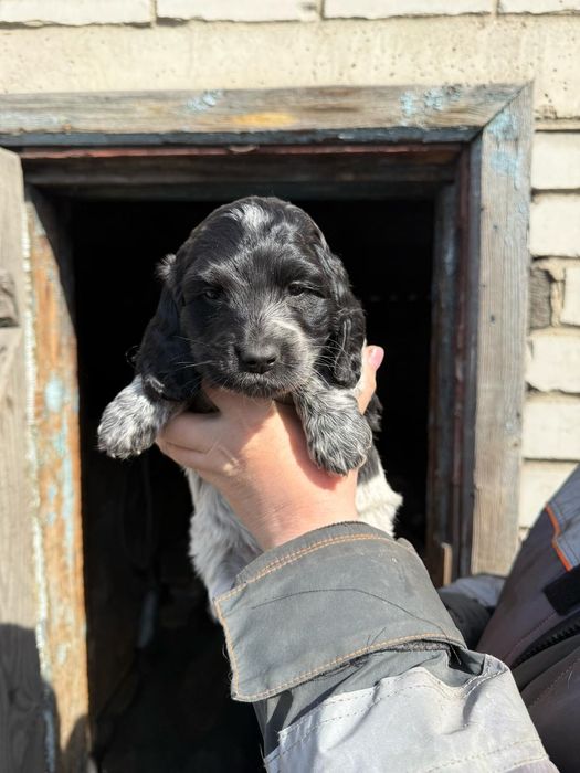 продам щенков породы русский спаниель