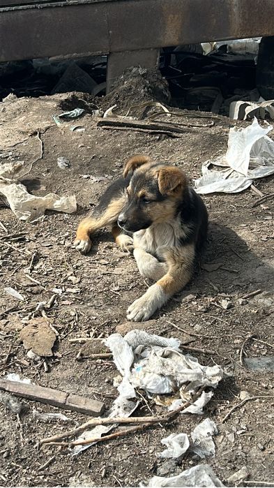 Щенки красивые мальчик и девочки