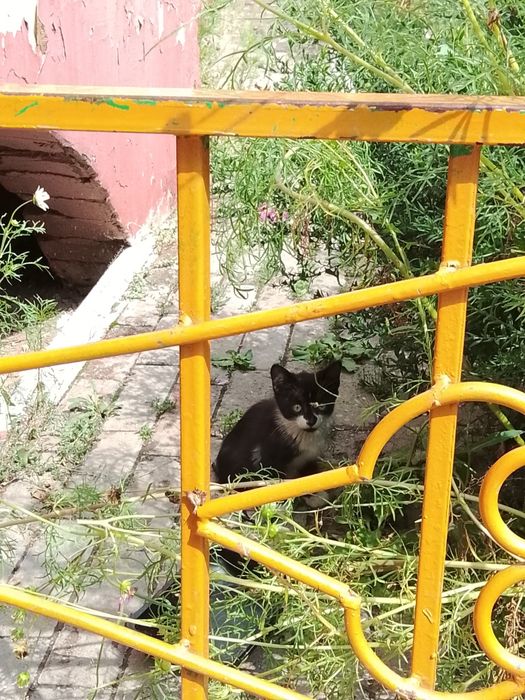 Отдадим котят в добрые руки