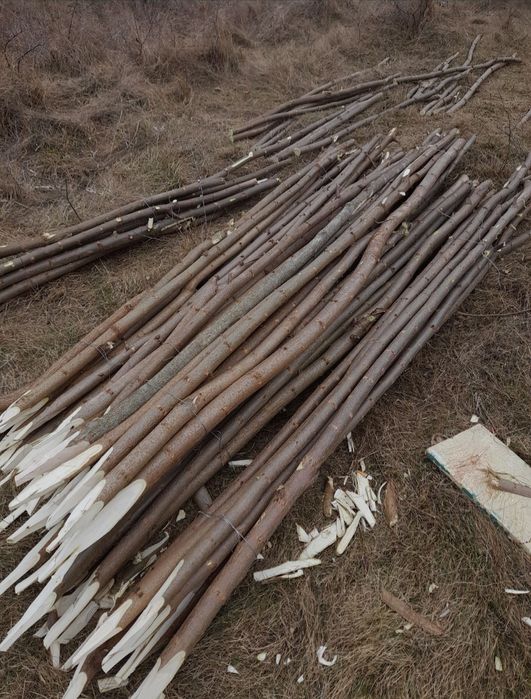 Vând pari de fasole și roși 4.5 lei parul