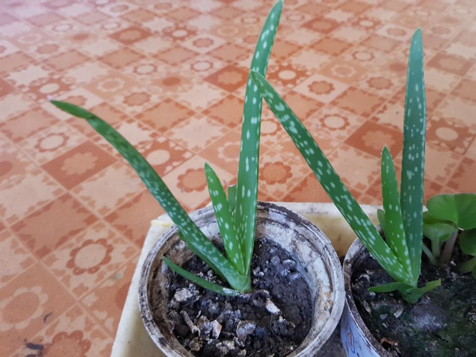 Декабрист ,алое  растение