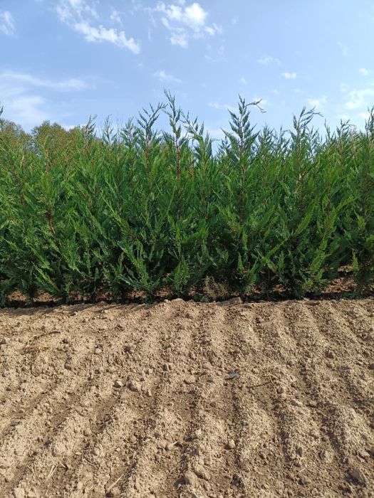 Leylandii Pro Gardena, Gard viu și Chiparos Leylandii/ Laur englezesc