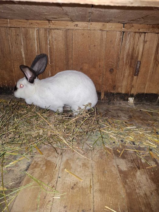 Iepuri Uriaș de Transilvania