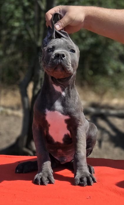 Mascul cane corso