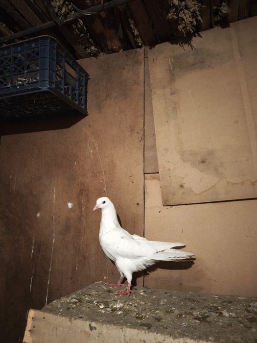 Хорошая голубыыы