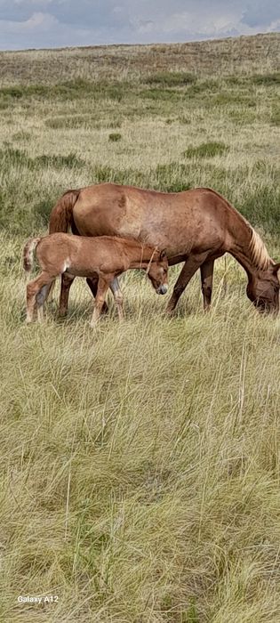 Кобылы с жеребятами