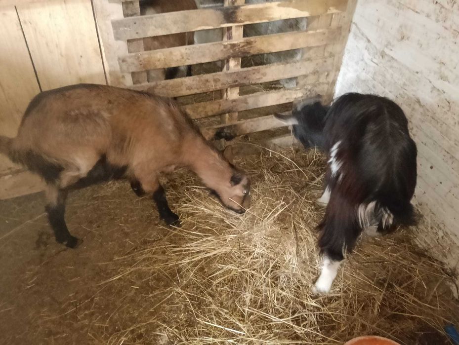 Ieduță de un an