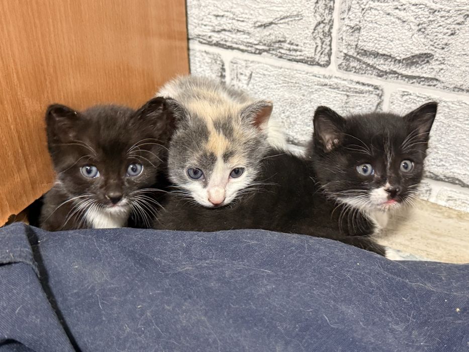 Шымкент, отдаю котят в добрые руки