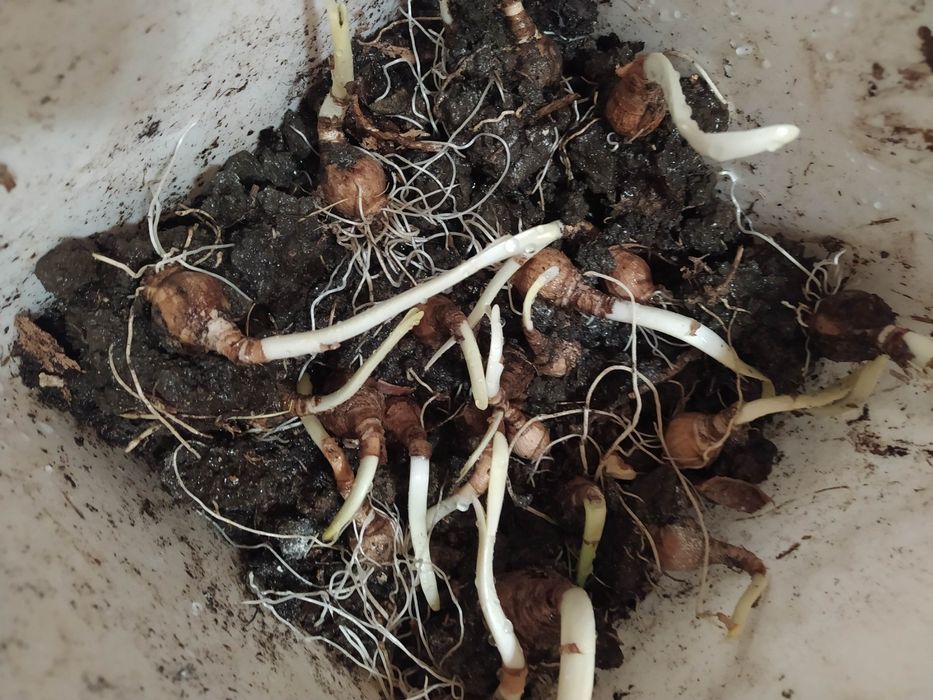 Луковици блатно кокиче, цели растения