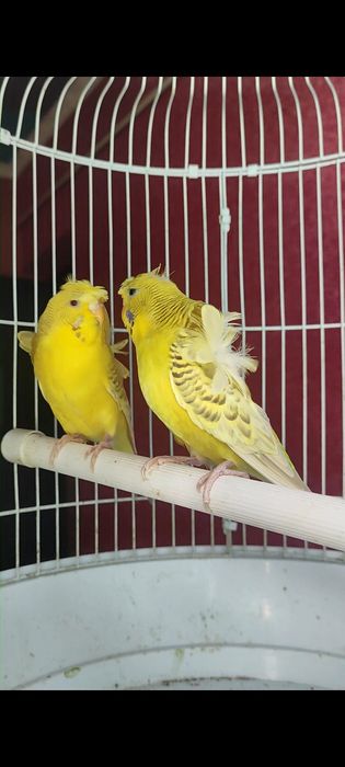 Babichka papugaylar sotiladi manzil Kogon shaxar