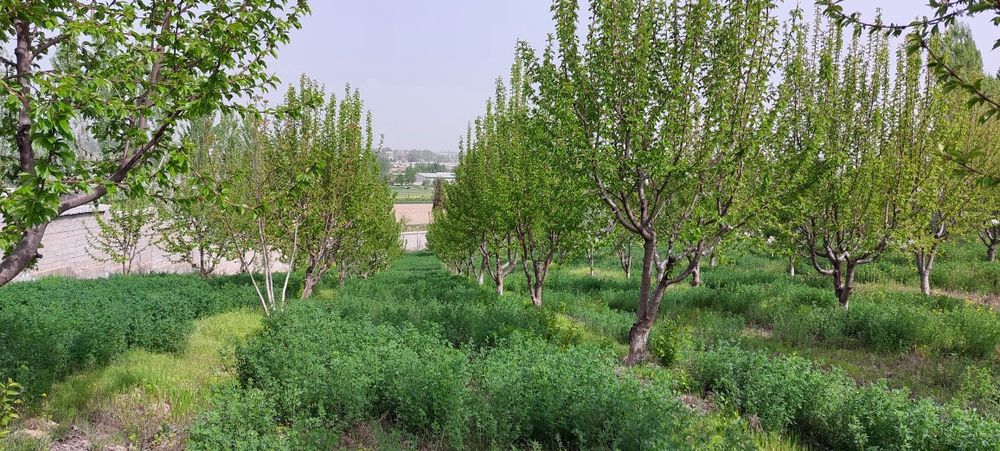 Продаётся земельный участок в Янгиюле