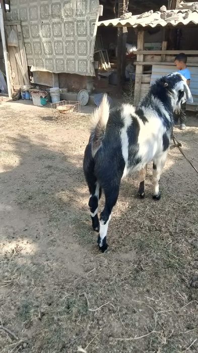 Козёл пародистый