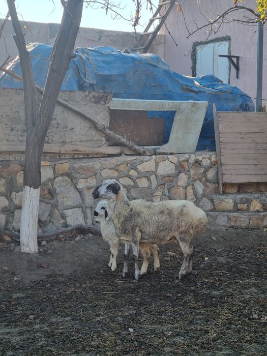 Ona bola Qo‘y sotiladi