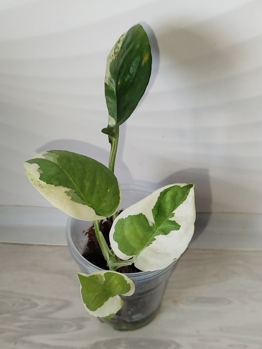 Epipremnum Enjoy detkasi