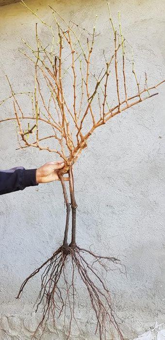 Vand butasi de vita de vie altoiti