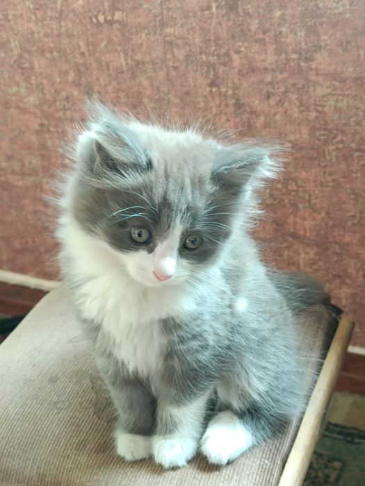 Котенок в добрые руки