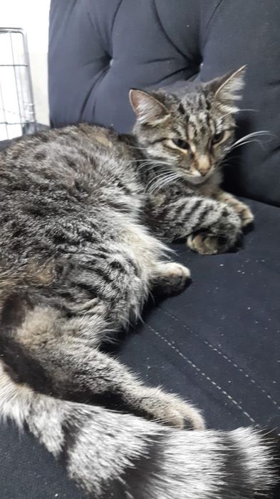 Абсолютно ручная мурлыка