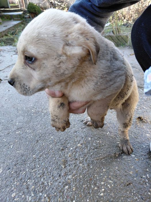 Кученца за подаряване
