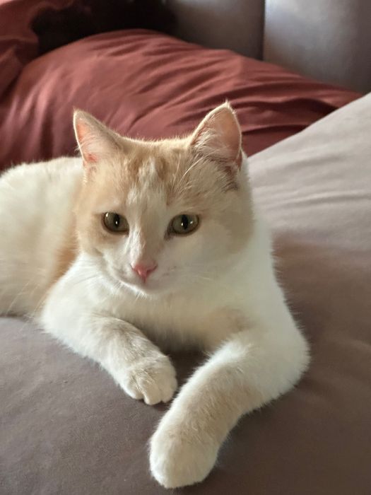 В добрые руки отдадим кошечку