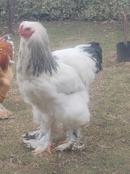 Găini Brahma HD ...