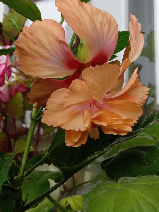 гибискусы разных расцветок